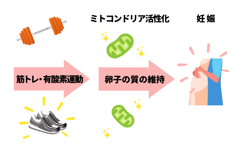 徹底比較】妊活サプリの人気おすすめランキング13選｜葉酸だけじゃない！安心・無添加コスパ◎商品を辛口で紹介！ -  erabo（えらぼ）｜みんなが選ぶ、おすすめが集まる情報サイト